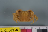 藏品(紅螯螳臂蟹)的圖片